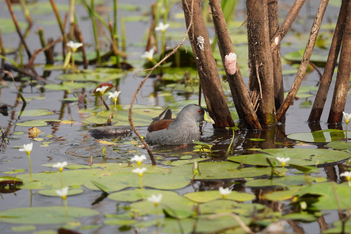 Spot-flanked Gallinule - ML643724409