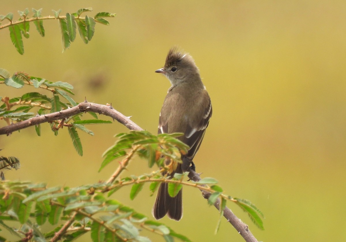 Yellow-bellied Elaenia - ML643724411