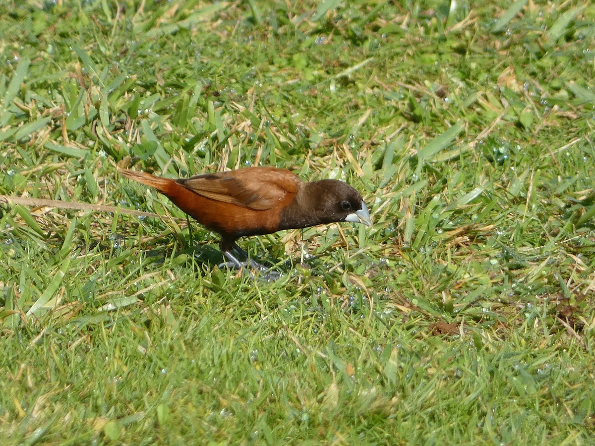 Chestnut Munia - ML643724434