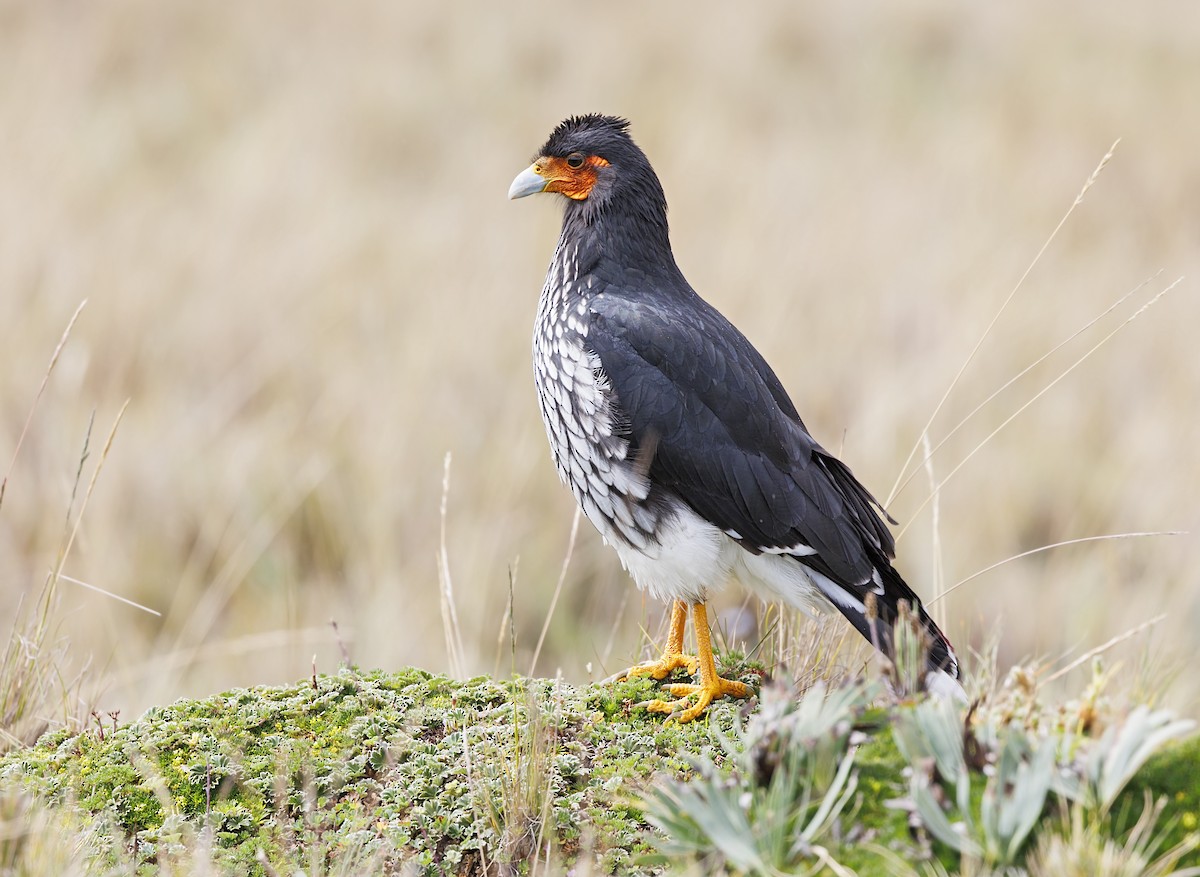 Carunculated Caracara - ML643724440