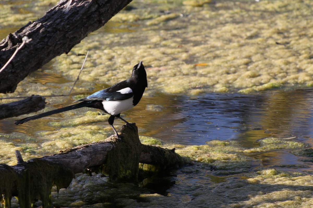 Black-billed Magpie - ML643724441