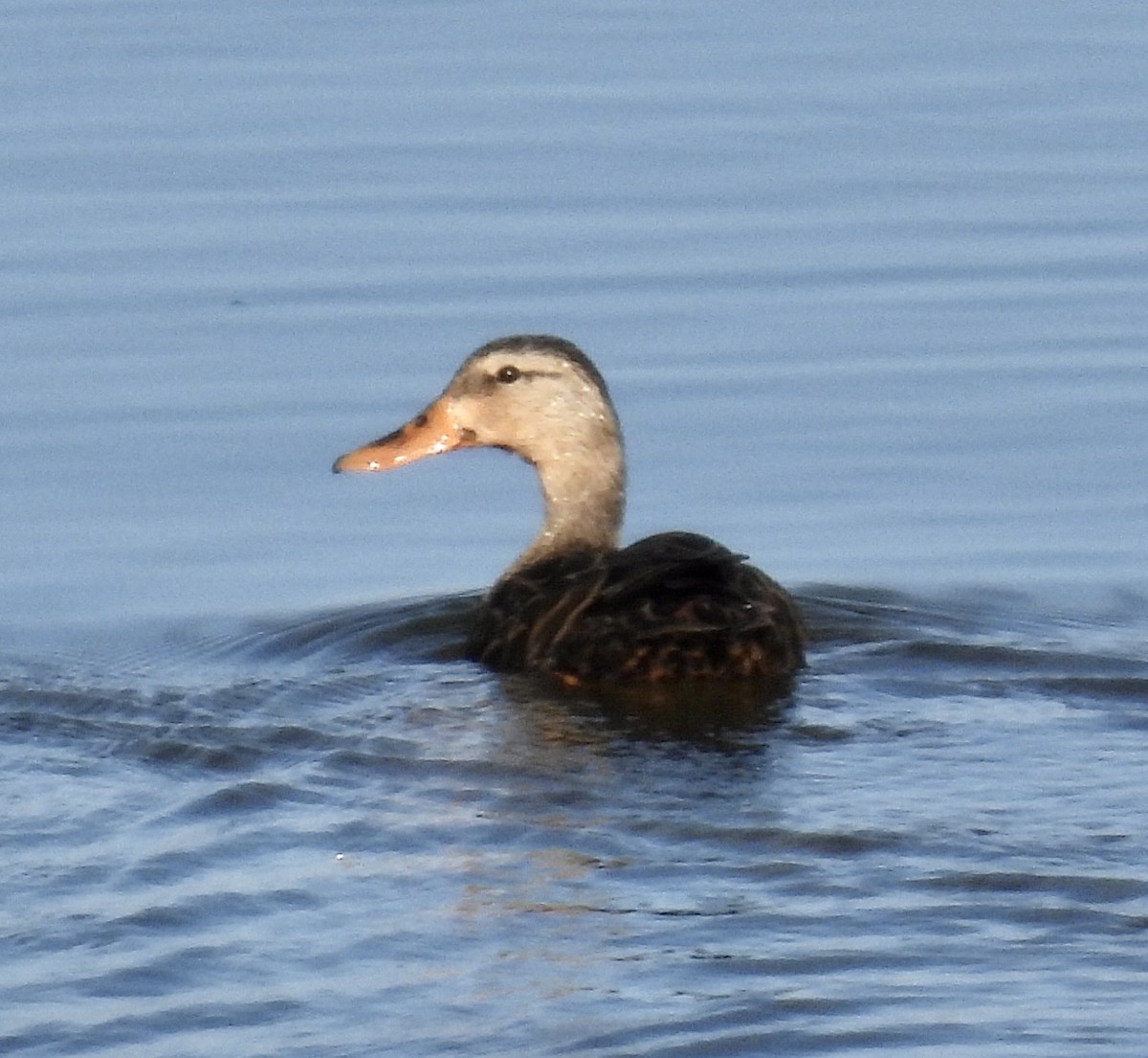 Canard brun - ML643724443