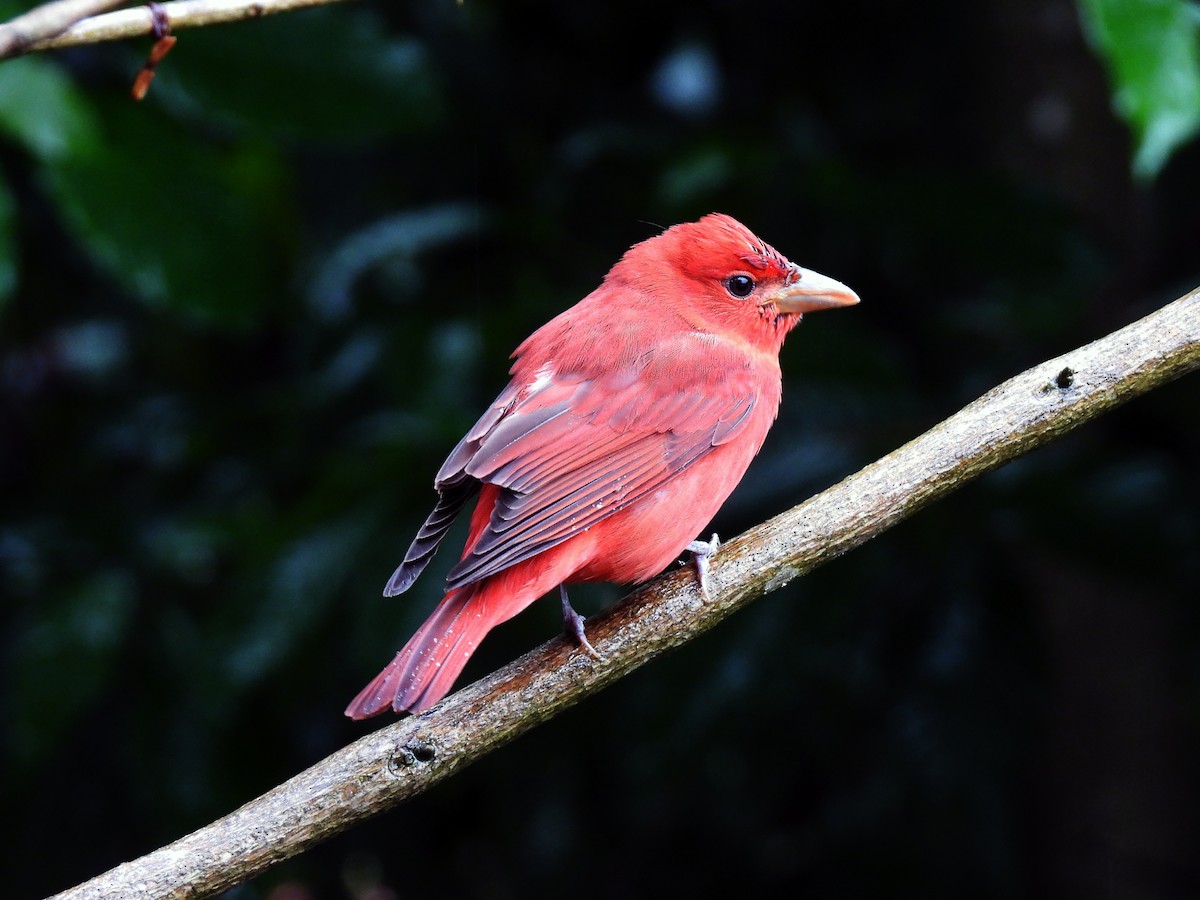 Summer Tanager - ML643724451