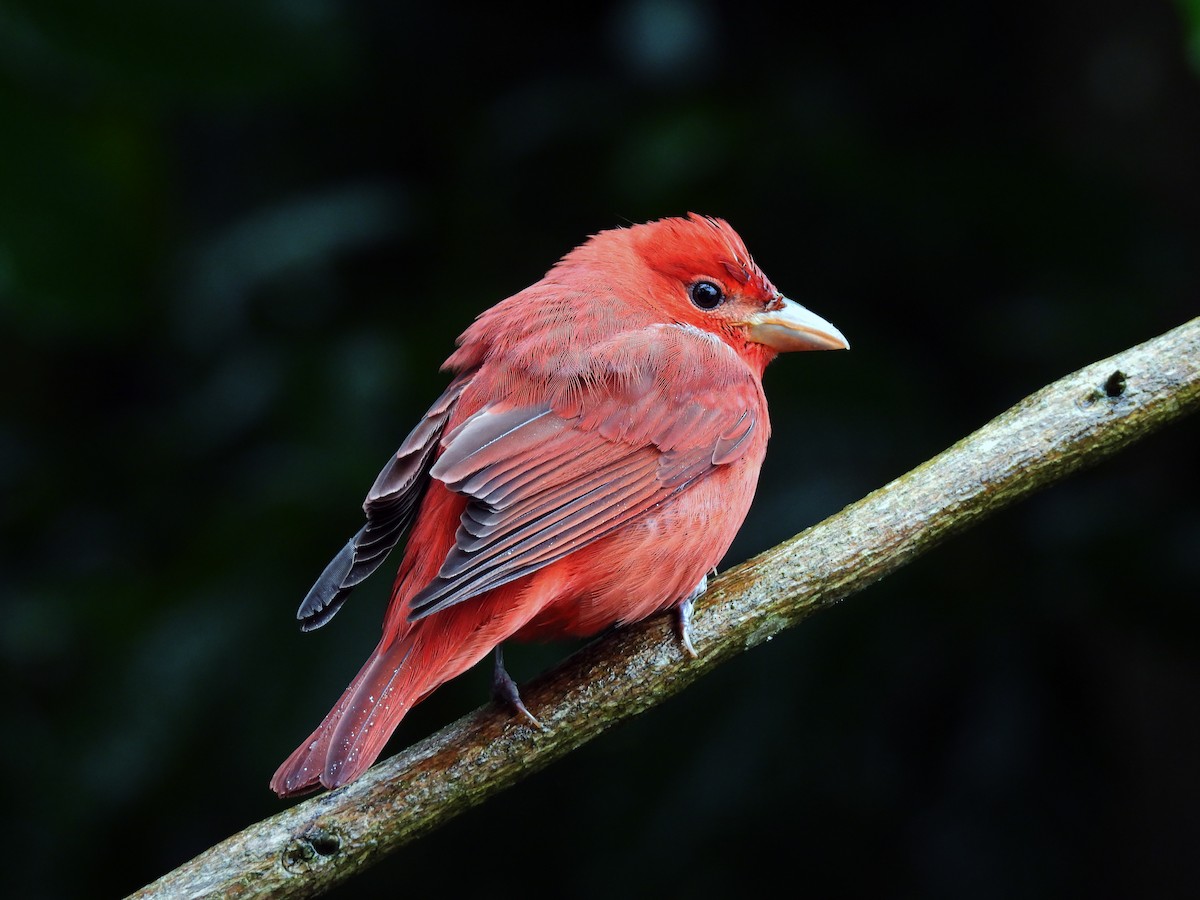 Summer Tanager - ML643724452
