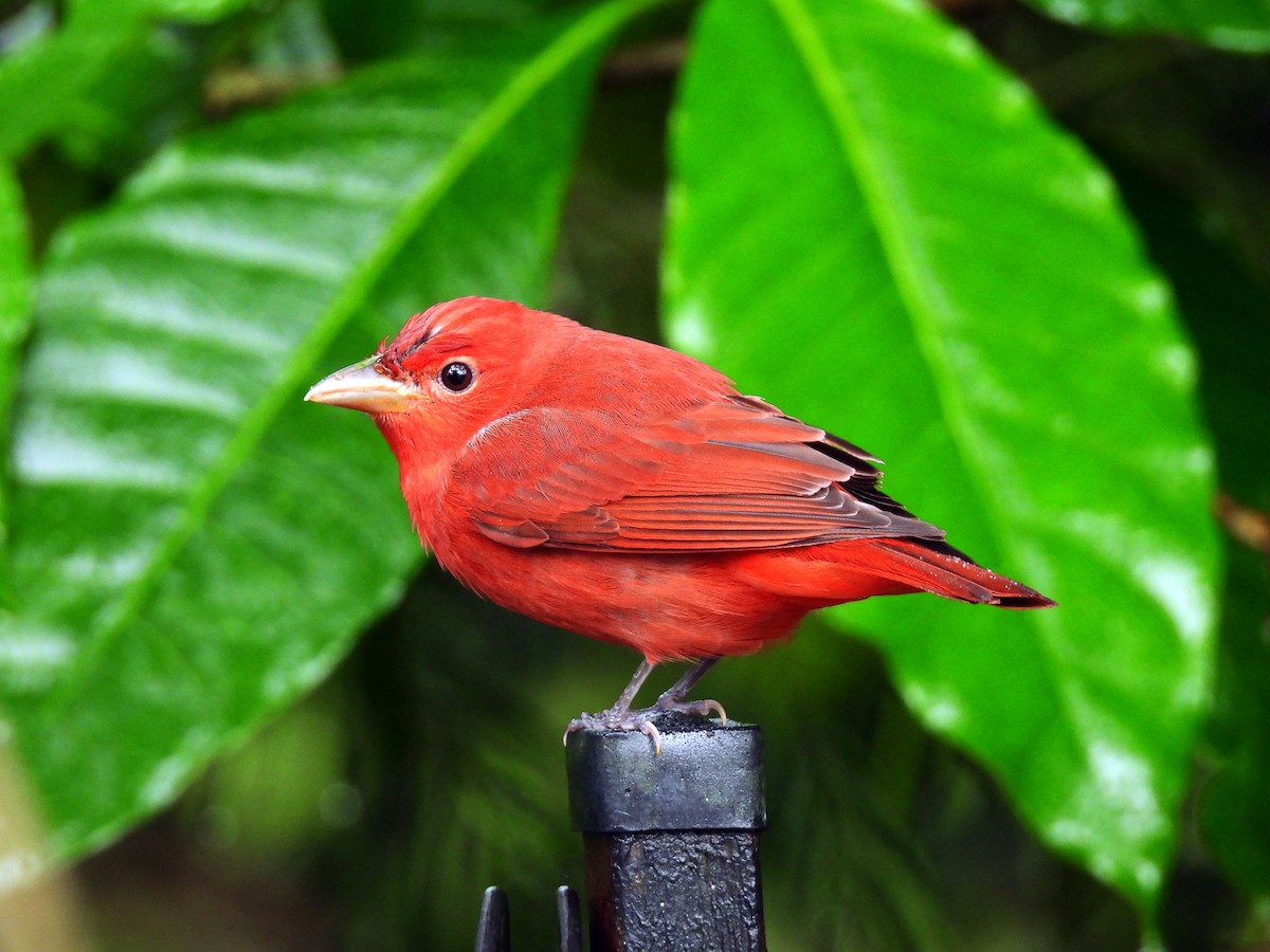 Summer Tanager - ML643724454