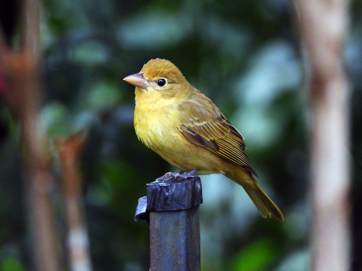 Summer Tanager - ML643724459