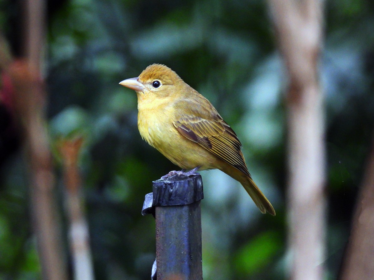 Summer Tanager - ML643724463