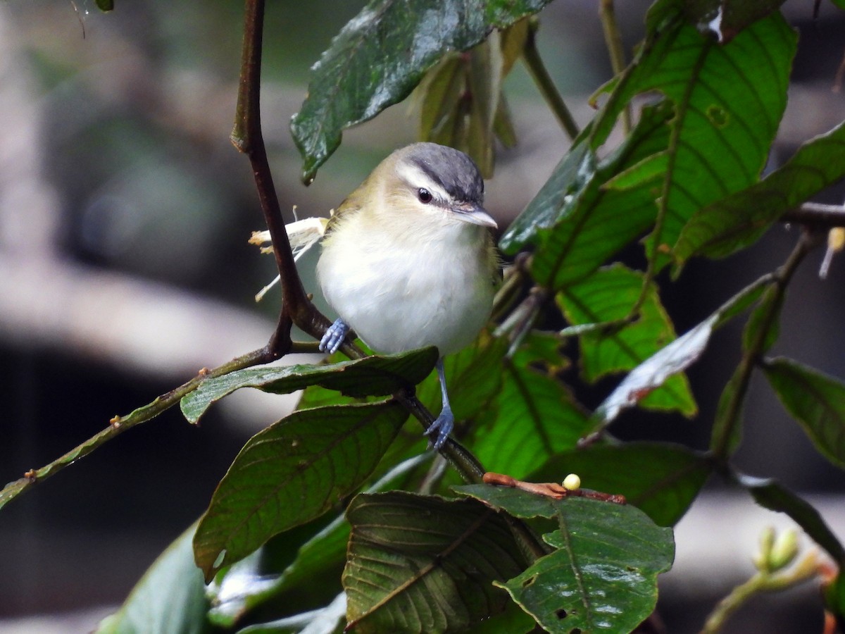 Red-eyed Vireo - ML643724468