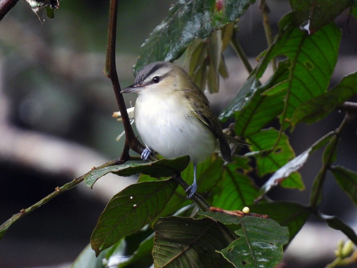 Red-eyed Vireo - ML643724469