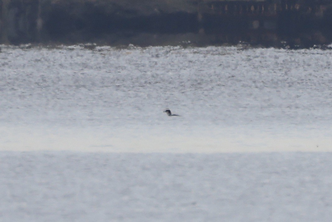 Common Loon - ML643724472