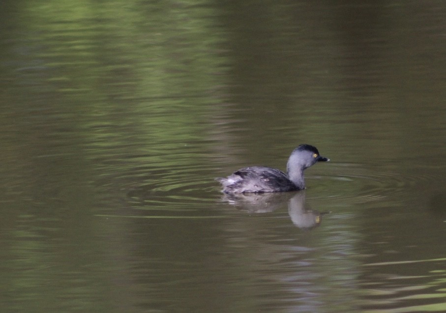 Least Grebe - ML643724486