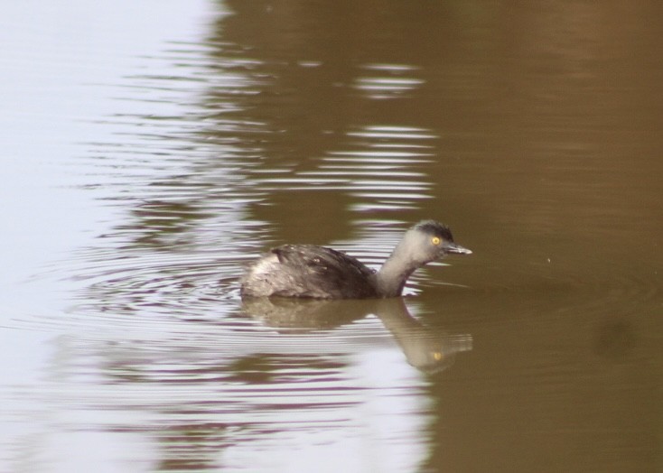 Least Grebe - ML643724487