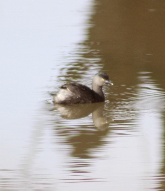 Least Grebe - ML643724488