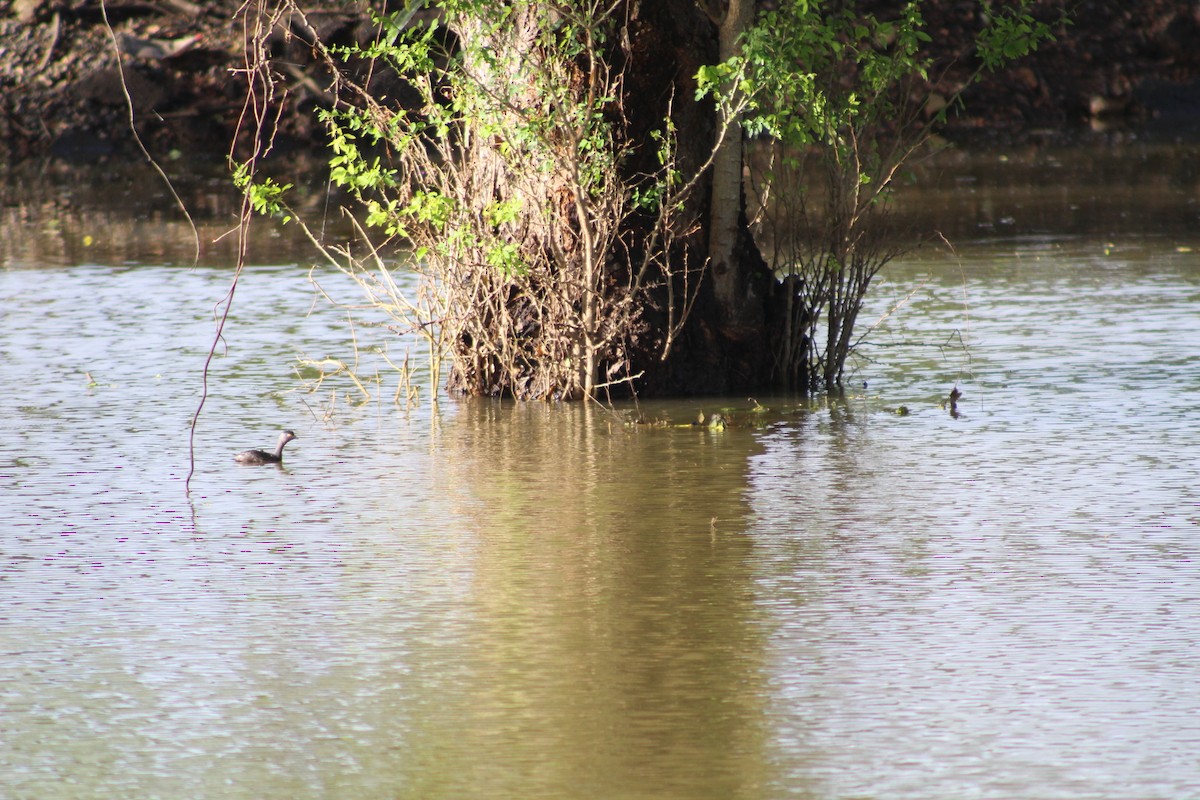 Least Grebe - ML643724489