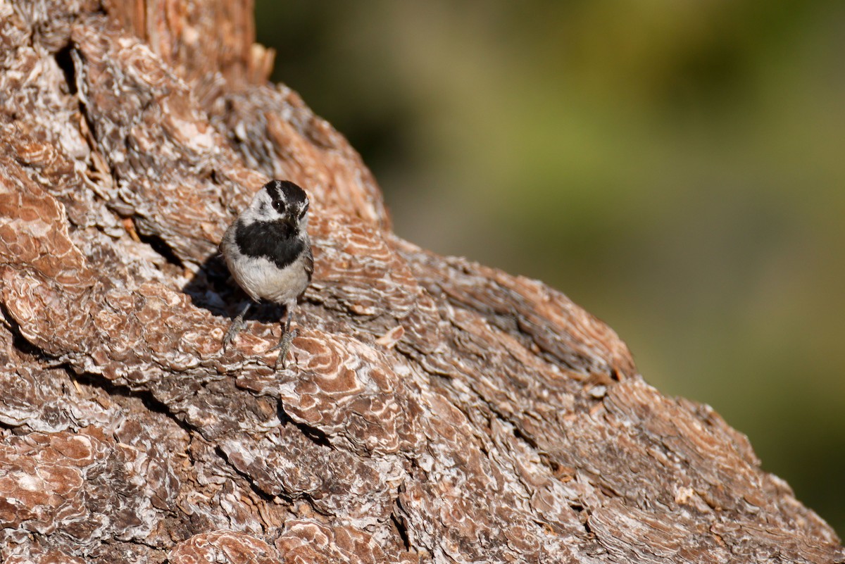 Mountain Chickadee - ML643724510