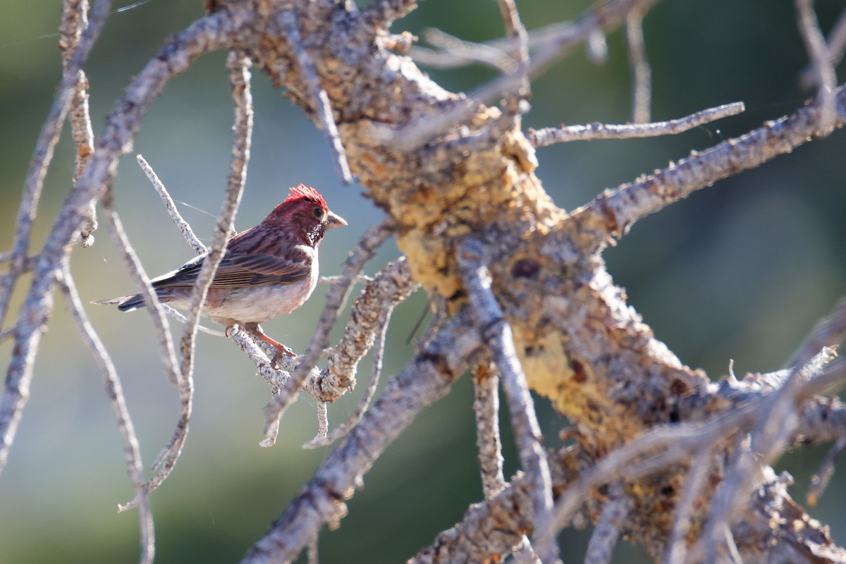 Cassin's Finch - ML643724511