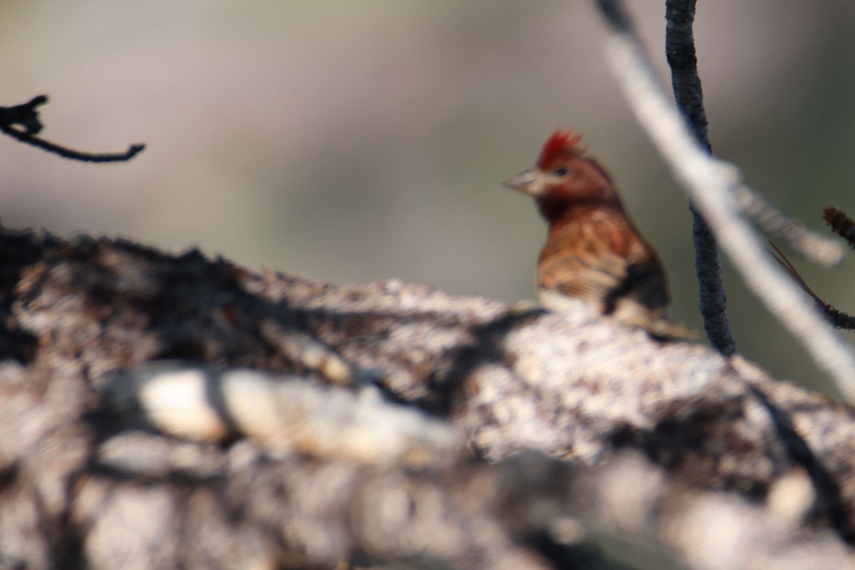 Cassin's Finch - ML643724514