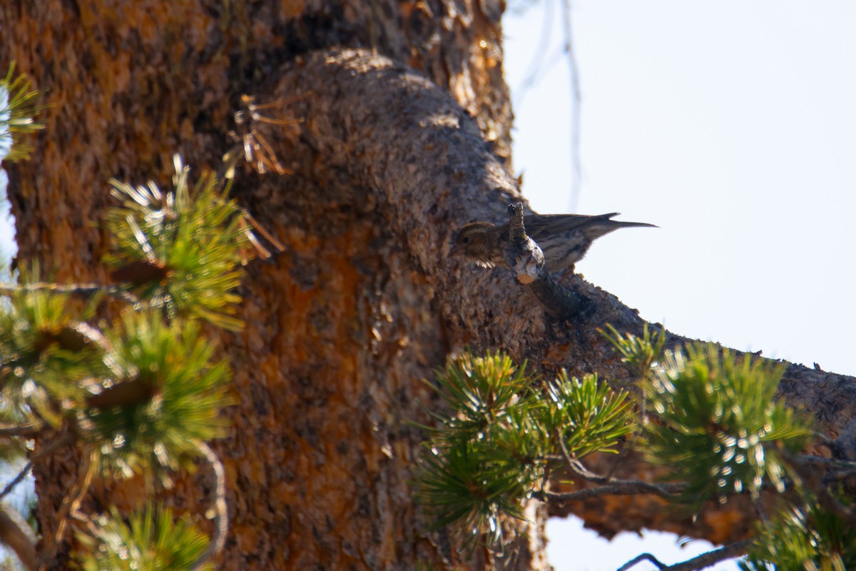 Cassin's Finch - ML643724515