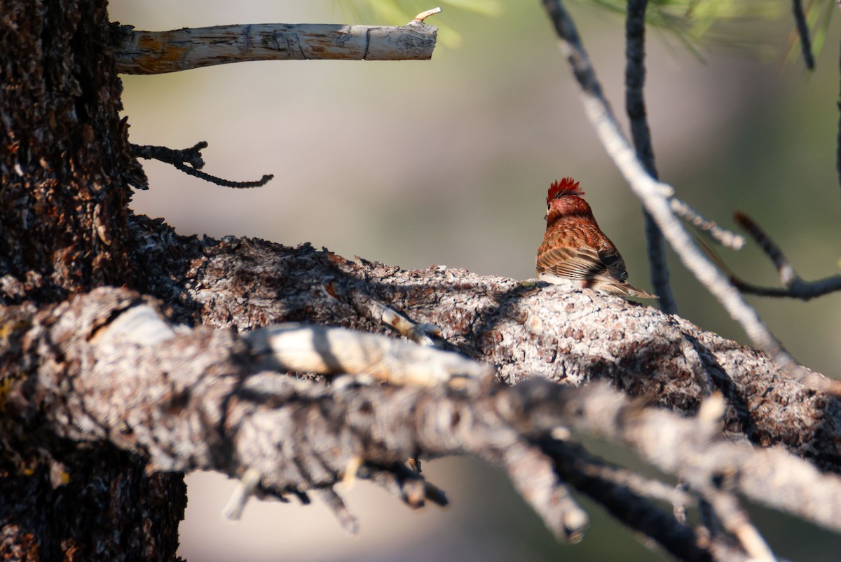 Cassin's Finch - ML643724516