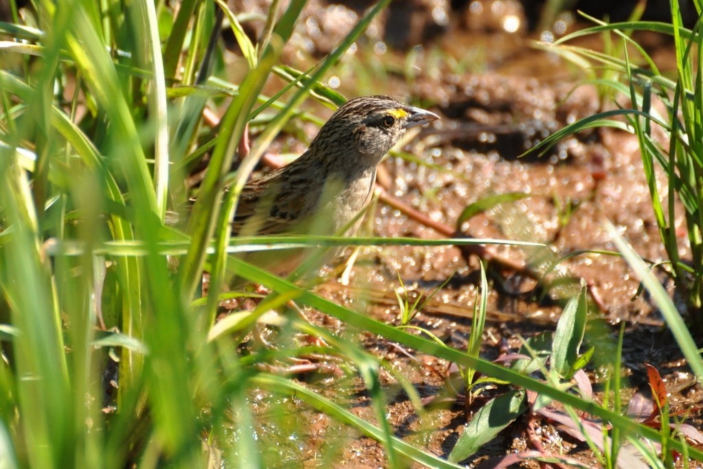 Grassland Sparrow - ML643724552