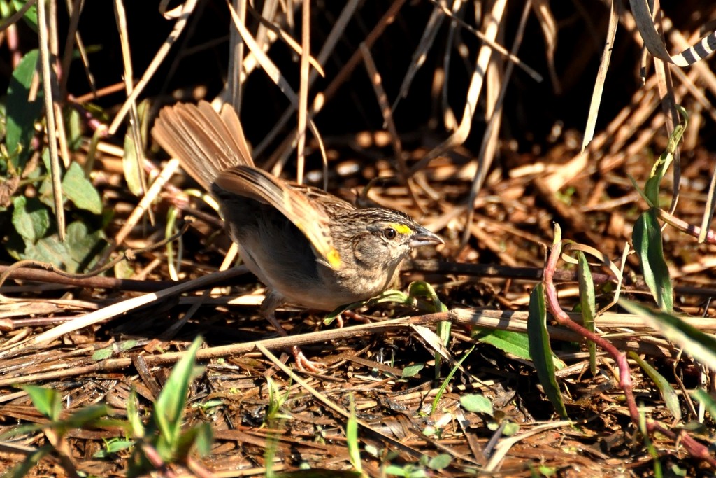 Grassland Sparrow - ML643724553