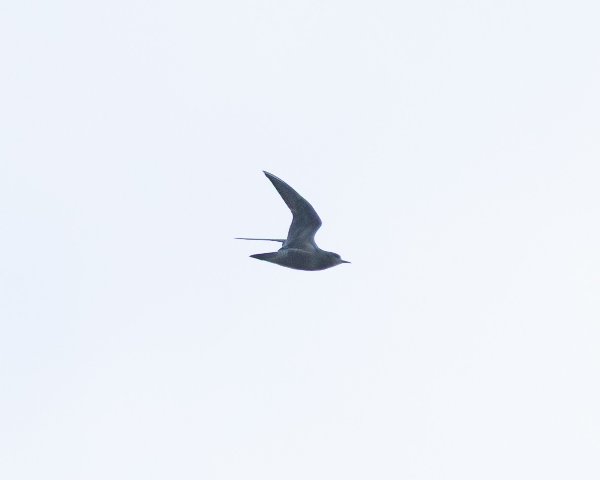 American Golden-Plover - ML643724554