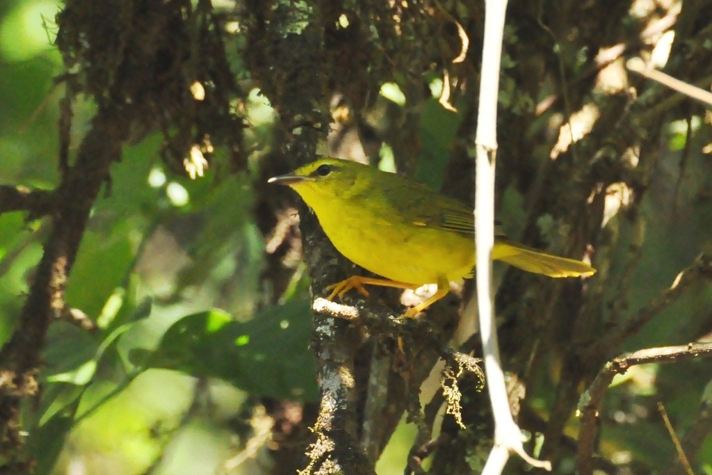 Flavescent Warbler - ML643724556