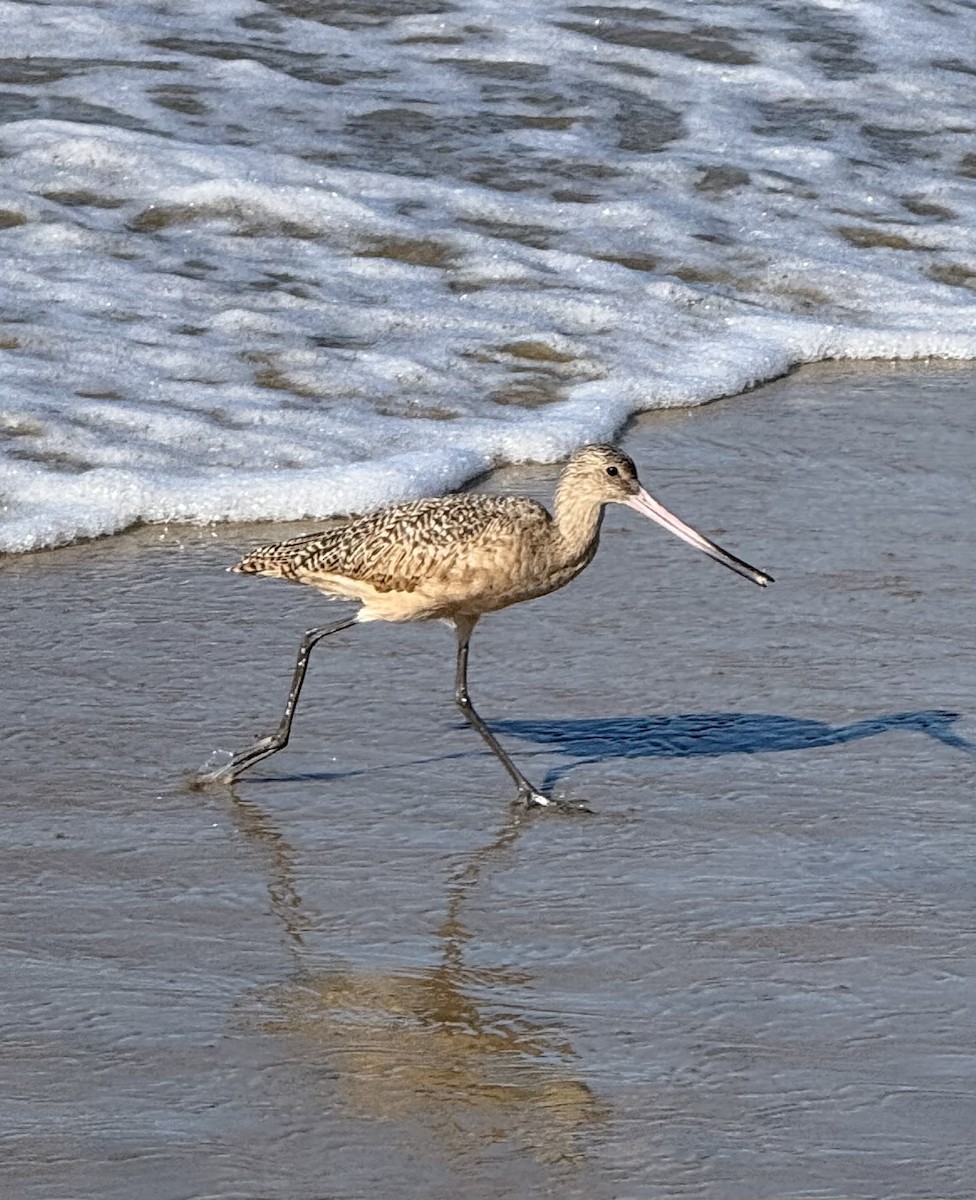 Marbled Godwit - ML643724564
