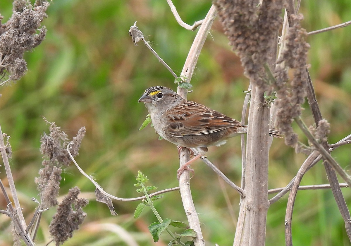 Grassland Sparrow - ML643724576
