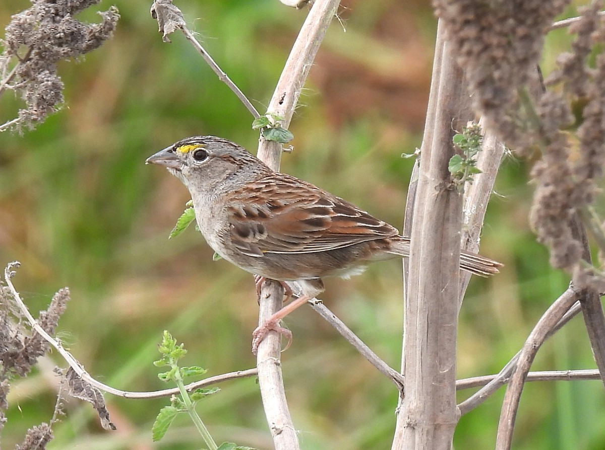 Grassland Sparrow - ML643724577