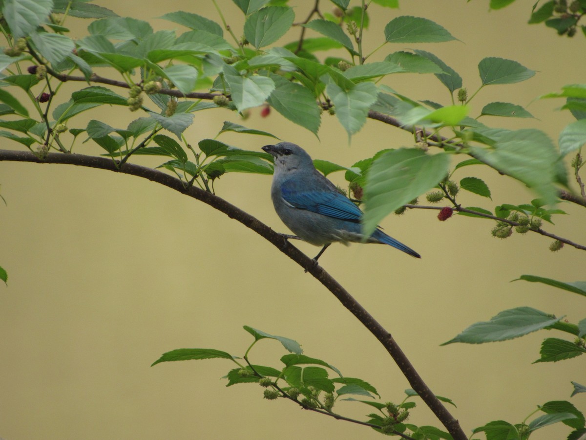 Azure-shouldered Tanager - ML643724578