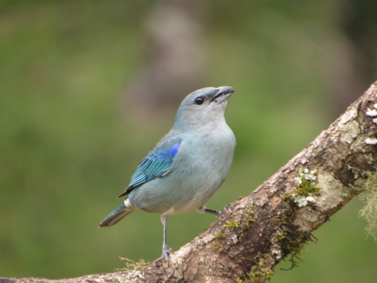 Azure-shouldered Tanager - ML643724579