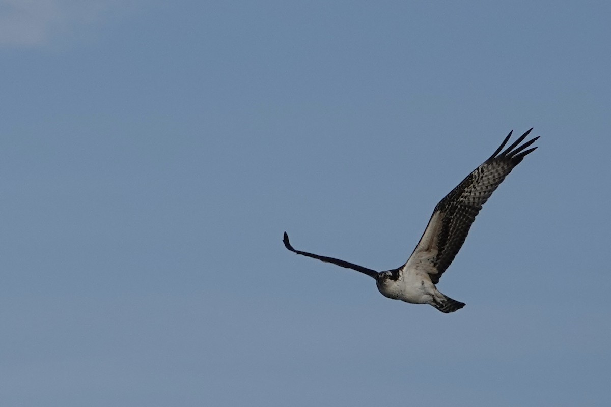 Osprey - ML643724594