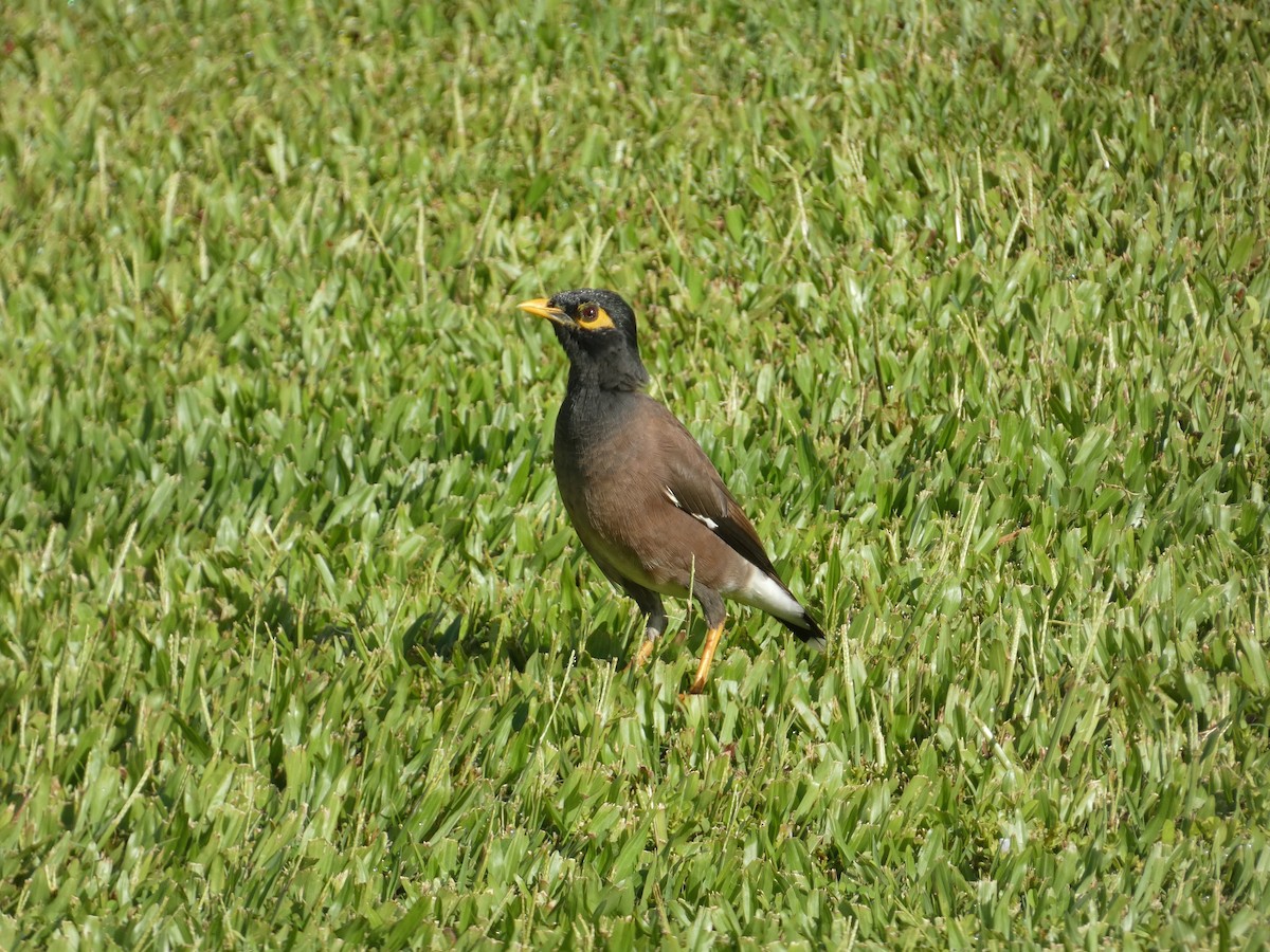 インドハッカ - ML643724619