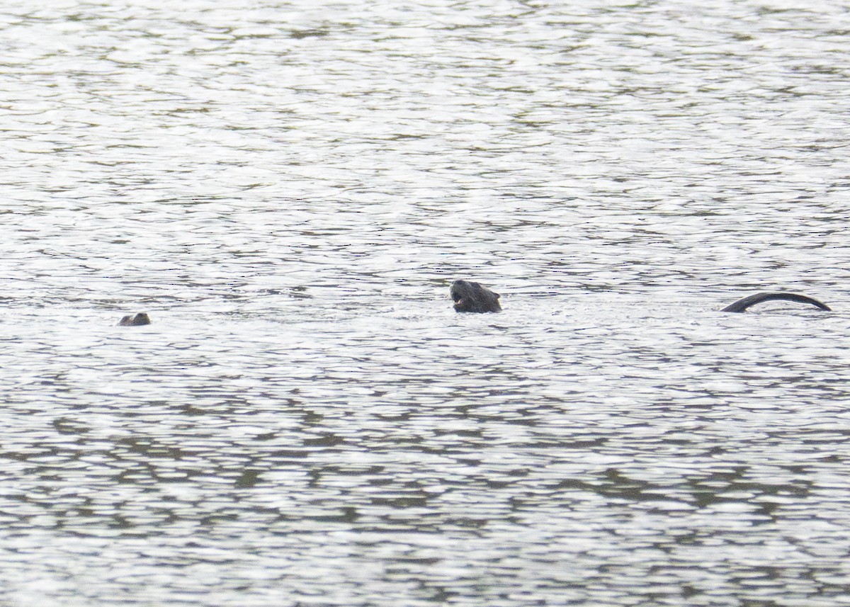 North American River Otter - ML643724656