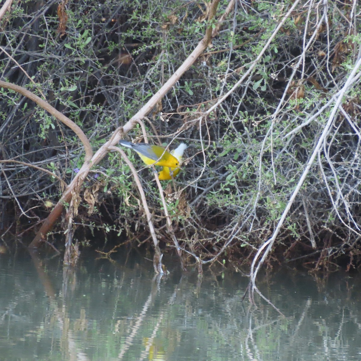 Paruline orangée - ML643724710