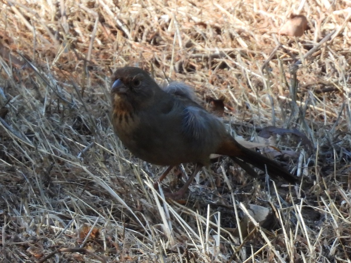 California Towhee - ML643724714