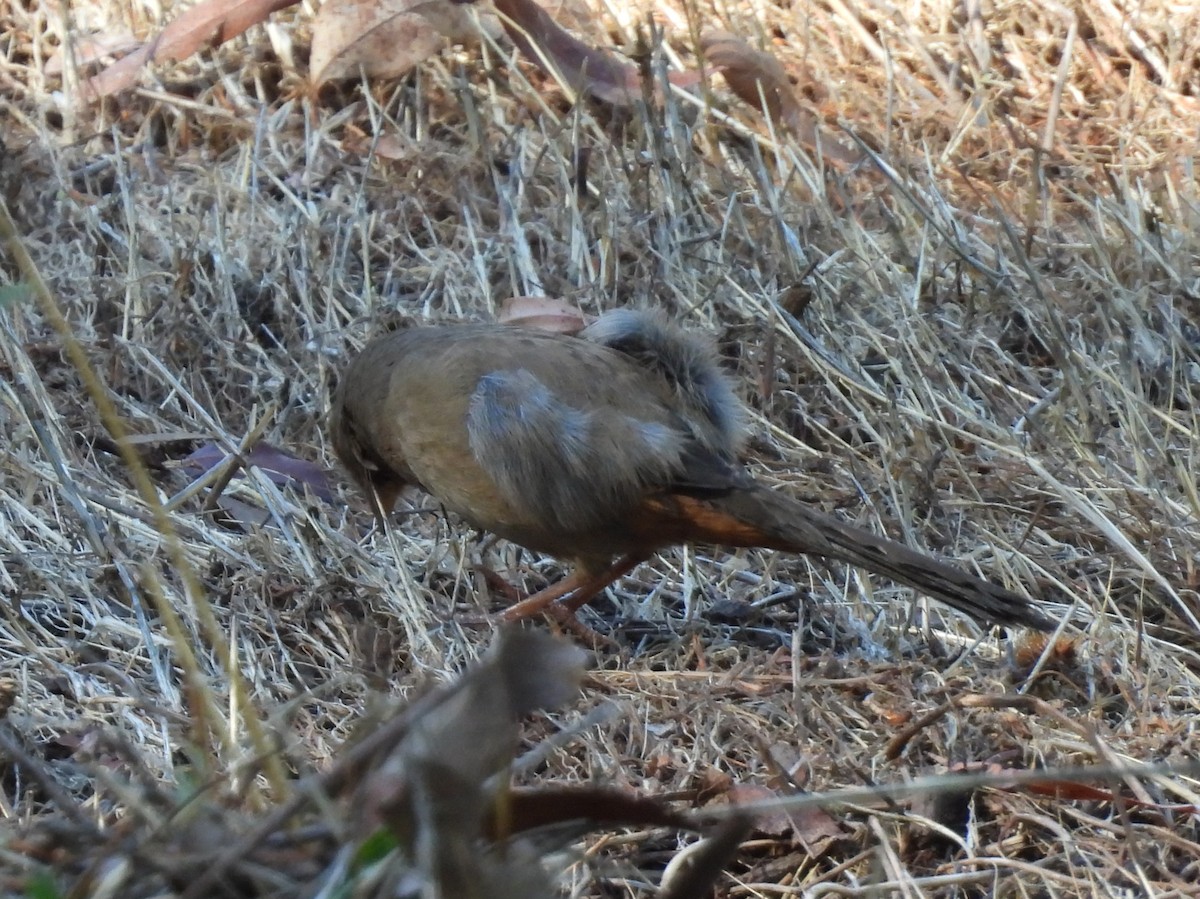California Towhee - ML643724715