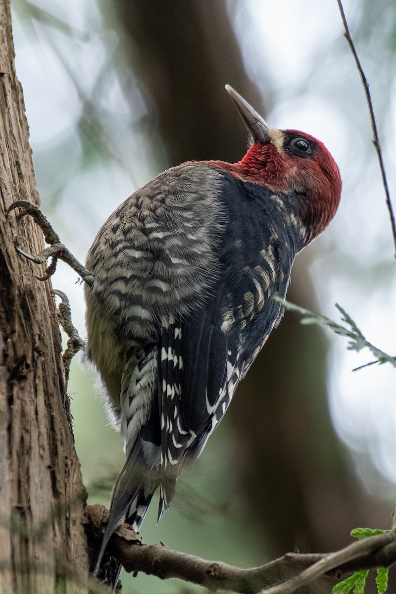 Red-breasted Sapsucker - ML643724722