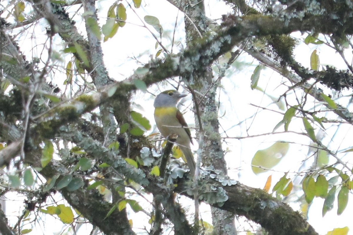 Green-backed Becard (Green-backed) - ML643724730