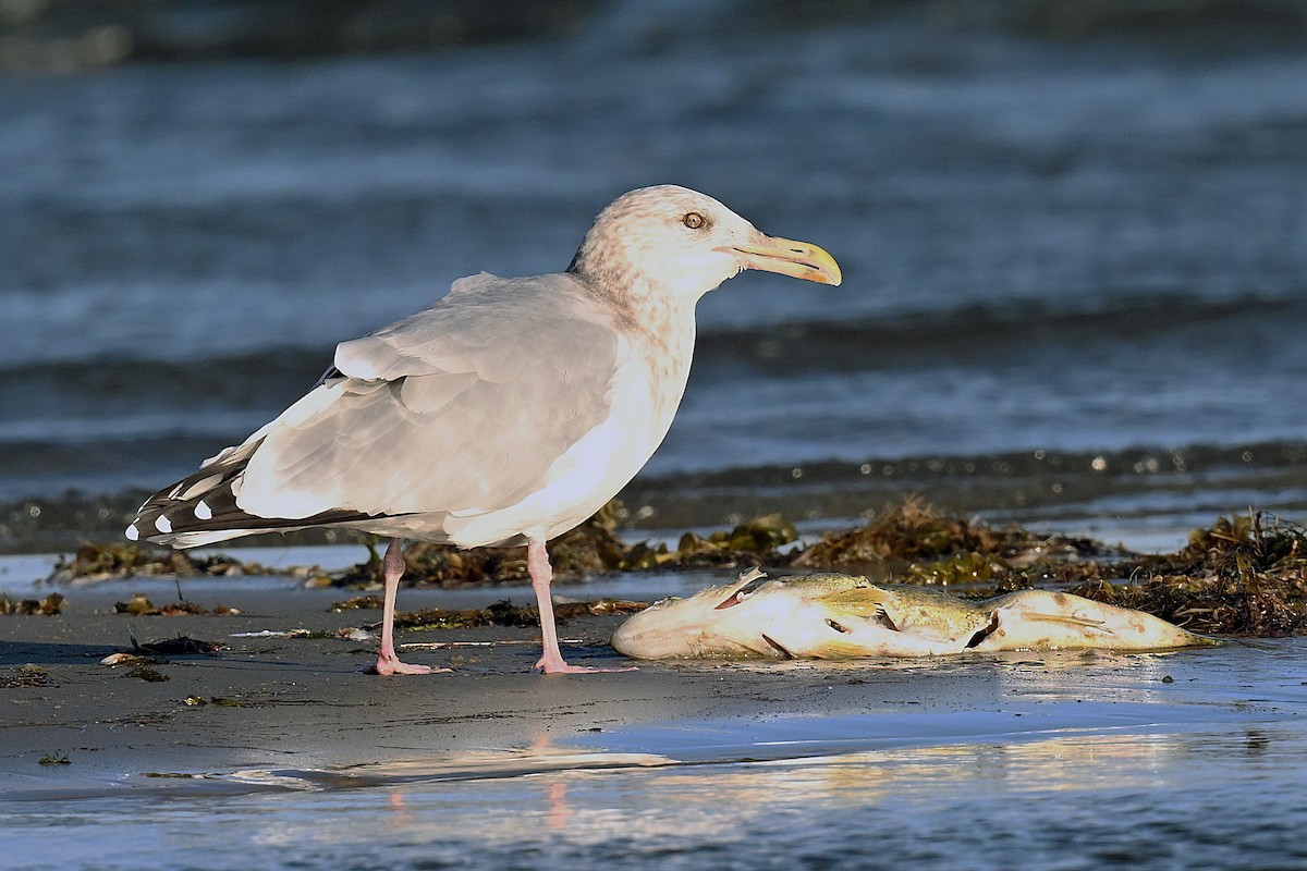 racek americký - ML643724758