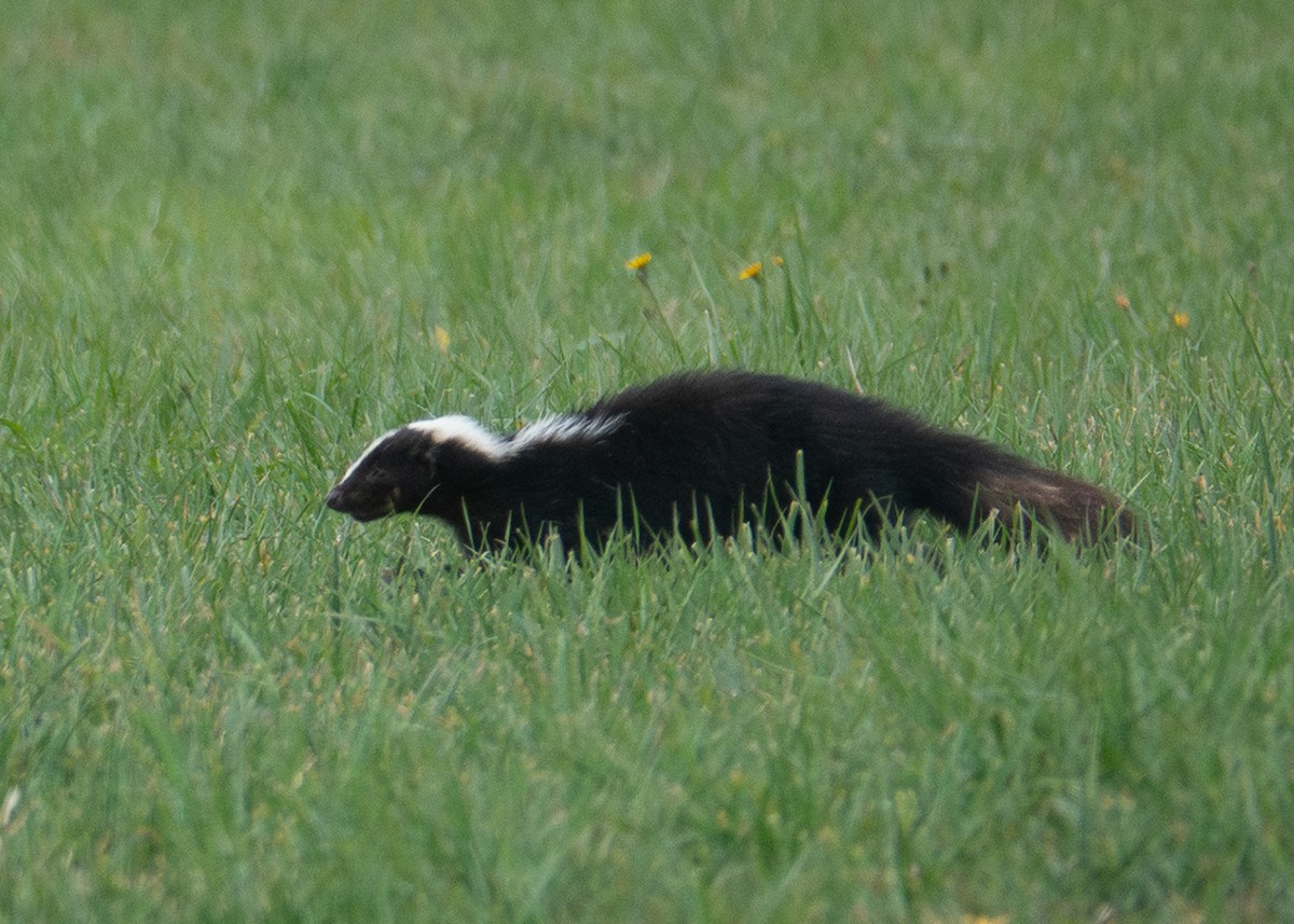 Striped Skunk - ML643724761