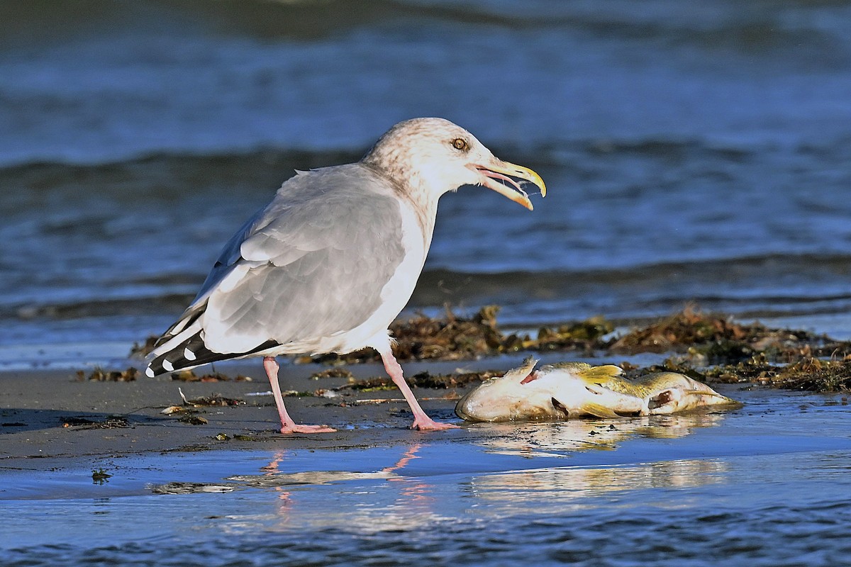 racek americký - ML643724765