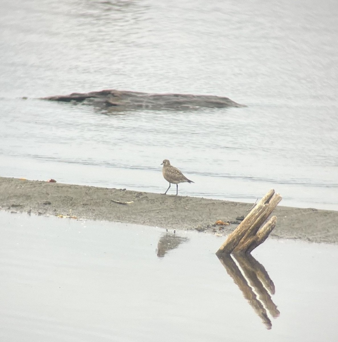 American Golden-Plover - ML643724767