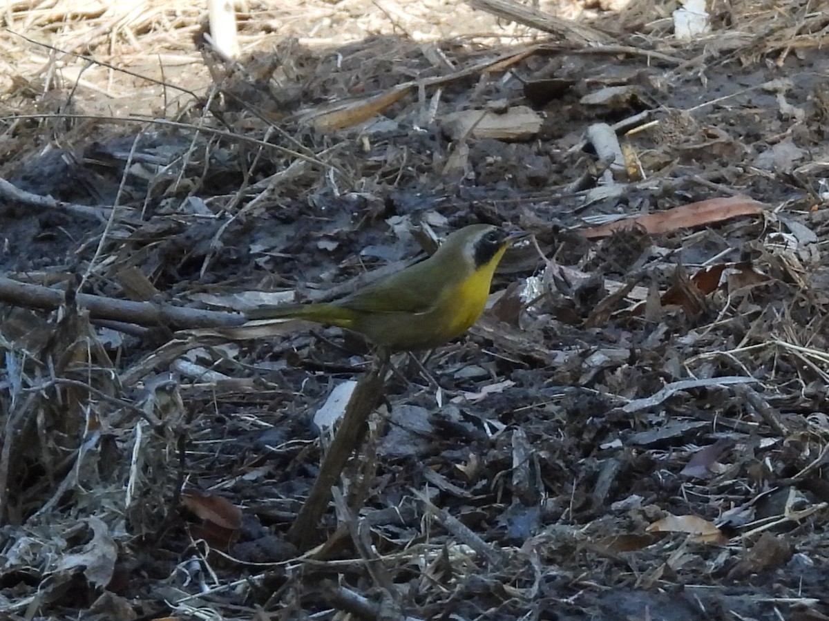 Common Yellowthroat - ML643724770