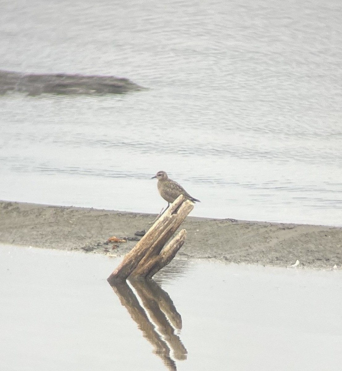 American Golden-Plover - ML643724773