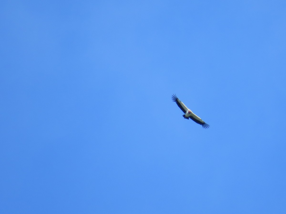 King Vulture - ML643724778