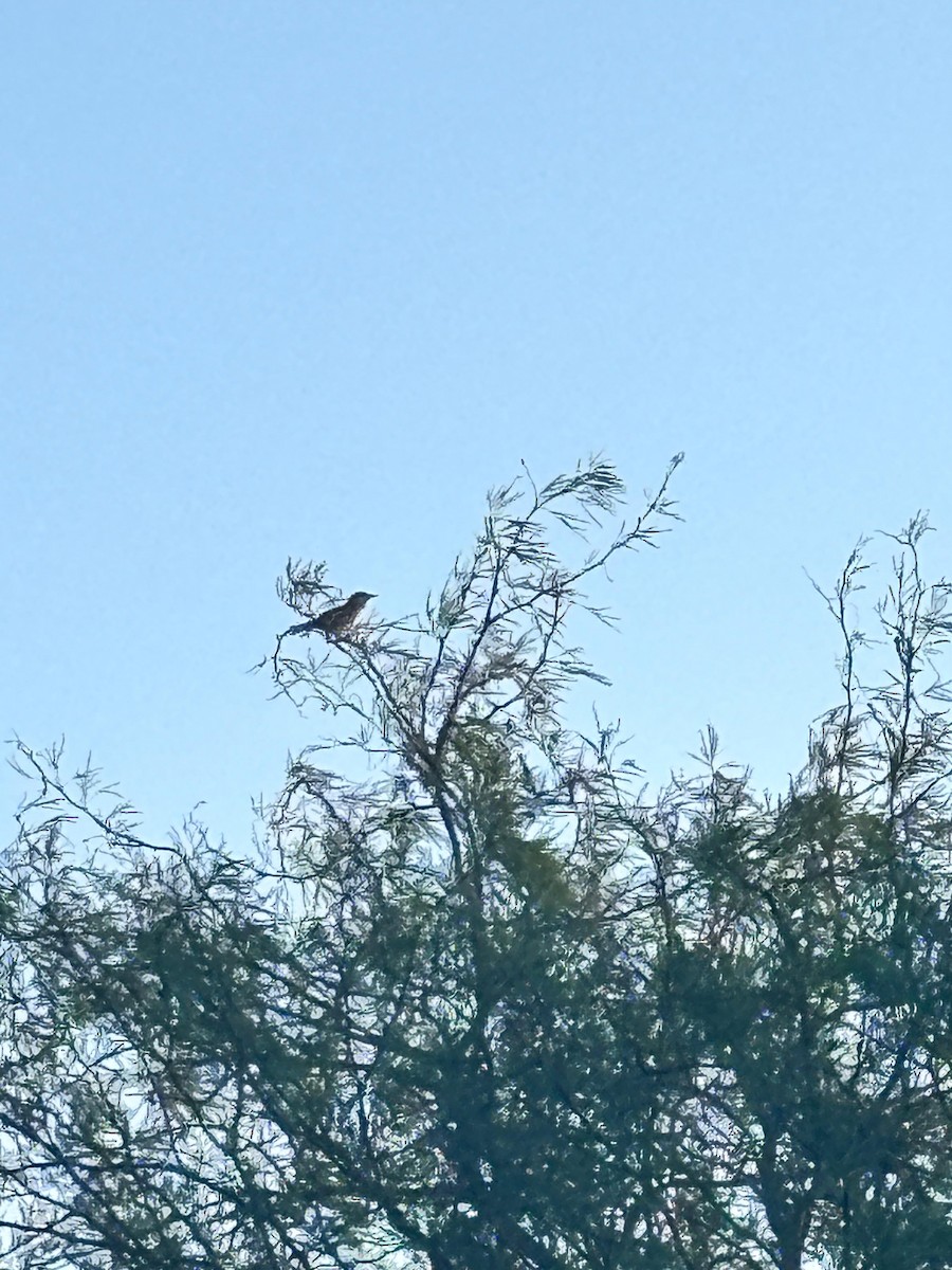 Thrush-like Wren - ML643724779