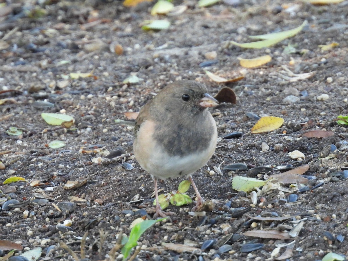 Dark-eyed Junco - ML643724782