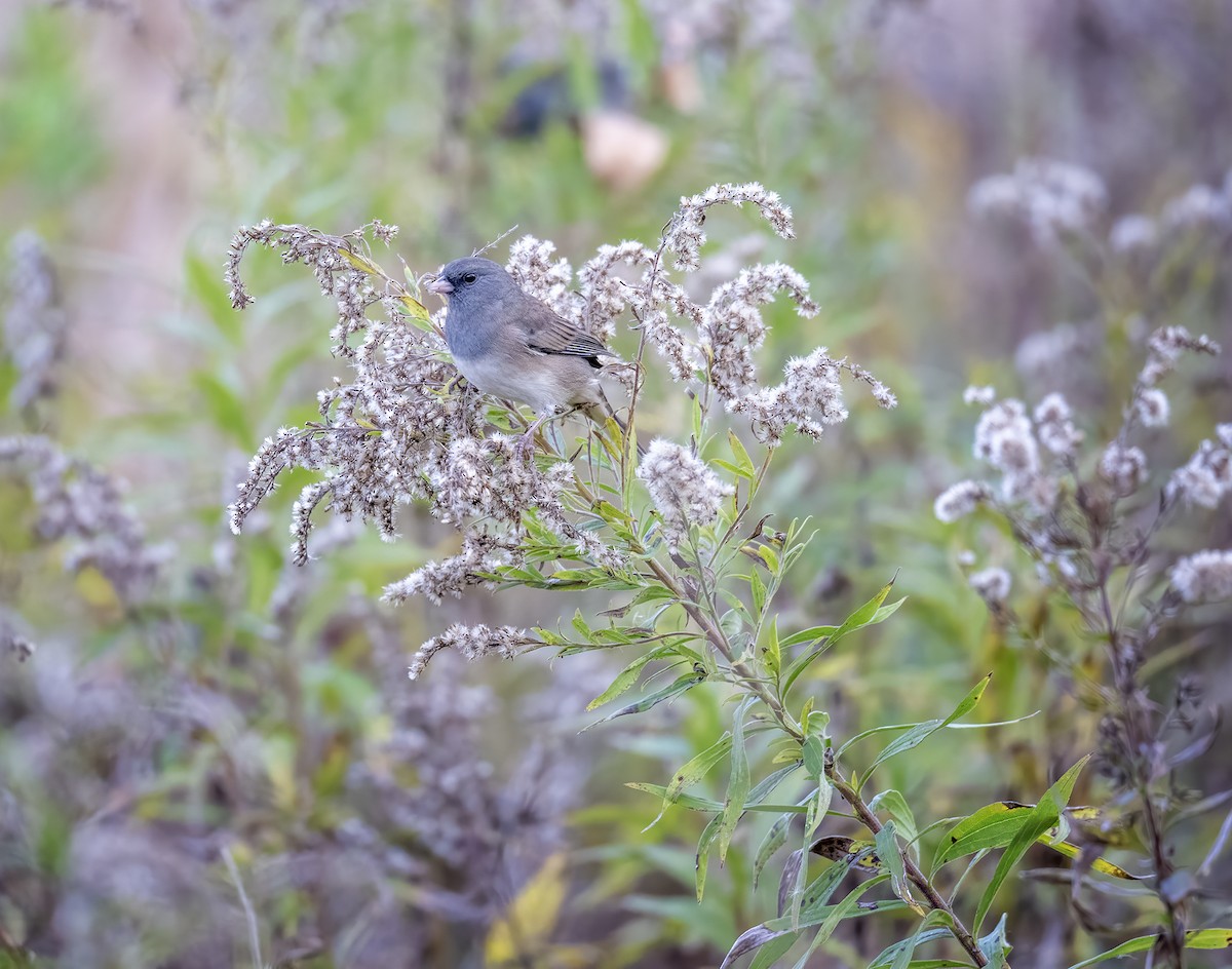 Dark-eyed Junco - ML643724796